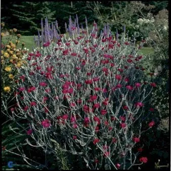 Garten-Lichtnelke